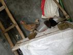 Deshi murgi