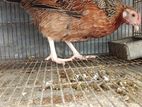 দেশি মুরগি ও মোরগ