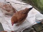 দেশি মুরগি রানিং ডিম পারে বিক্রি করবো