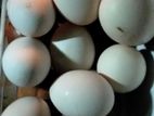 দেশি মুরগী বীজ ডিম বিক্রি হবে