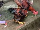 দেশি মুরগী