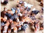 দেশি মুরগী