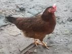 দেশি মুরগী