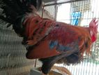 দেশি মুরগী ও মোরগ