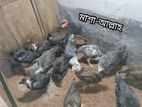 দেশি মুরগী ও ফাওমি বাচ্চা সেল হবে।