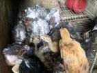 দেশি মুরগীর বাচ্চা