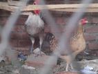 দেশি মুরগি,মোরগ