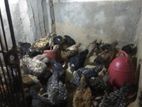দেশি মুরগির বাচ্চা