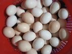 দেশি মুরগির বীজ ডিম বিক্রয় হবে