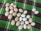 দেশি মুরগির বিজ ডিম