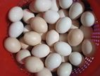 দেশি মুরগির ডিম বিক্রি করা হবে