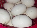 দেশি মুরগির ডিম