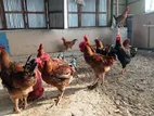 দেশি ও টাইগার মোরগ বিক্রি