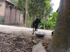 Deshi sagol