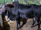 দেশি ষাঁড় গরু বিক্রি করা হবে
