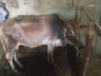 দেশি ষাঁড়