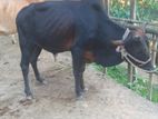 দেশি ষাঁড় গরু বিক্রি হবে