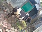 cow for sell ,