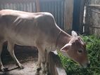 দেশী গাভী