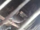দেশী ঘুঘু