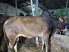 দেশী গরু বিক্রি