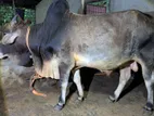 দেশী ষাঁড় গরু বিক্রি করা হবে