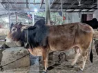 দেশী ষাঁড় গরু