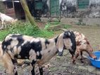 দেশী উন্নত জাতের ছাগল