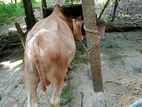 দেশীয় জাতের মাংসলী ষাঁড় গরু বিক্রয় করা হবে