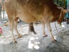 দেশীয় জাতের ষাঁড় গরু বিক্রয়