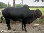 দেশীয় ষাঁড় গরু বিক্রি করা হবে