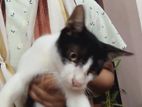 Desi Biral