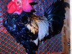 Desi Breeder Morog