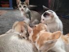 Desi Cat Adoption