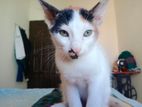 desi mix breed cat