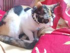 Desi Mixed Cat Femle For Adoption