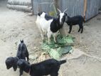 দেশী ছাগল বিক্রি হবে