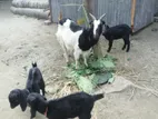 দেশী ছাগল বিক্রি হবে