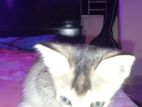 Desi Small Cat