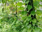 Devil's Ivy গাছের লতা
