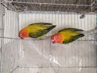 DF Euwing opaline 2 pcs female