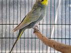 Budgerigar