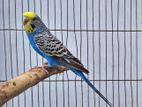 Bird for sell