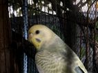 DF Rainbow Female Budgies for sell