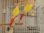 Df Sun Chick Conur Pair