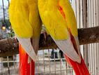 Df Sun Chick Conure