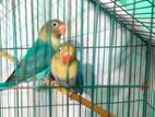 DF Violate Parblue Lovebirds Pair