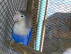 Df violet Fischer lovebird