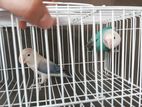 Bird for sale