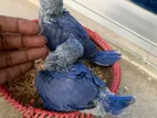 Df Violet Ringneck Baby